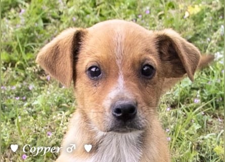 Copper m., Cinnamon w. und Carmella w. suchen  ein Zuhause