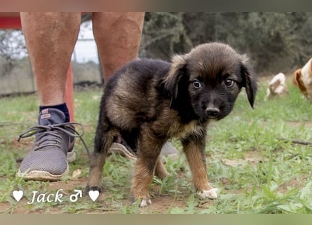 Jack, John und Jim suchen ab Januar ein Zuhause