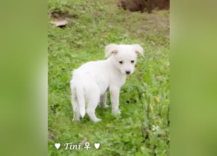 Tinkerbell und ihre Welpen   suchen ab Januar ein Zuhause