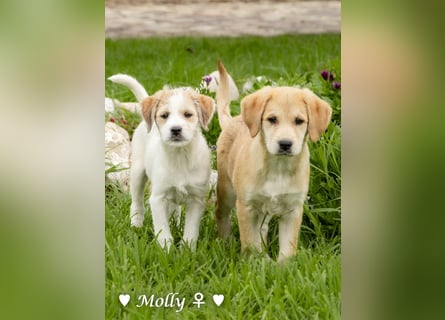Polly (reserviert)  und Molly suchen ein Zuhause