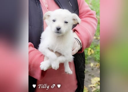 Tilly sucht noch  ab Januar ein Zuhause