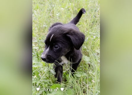 Sechs süße Welpen  suchen ein Zuhause