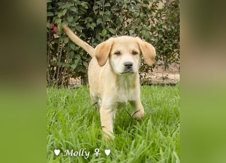 Polly (reserviert)  und Molly suchen ein Zuhause