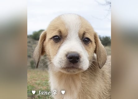 Juna, Julie, Joanna und Jill  suchen ab Dezember  ein Zuhause