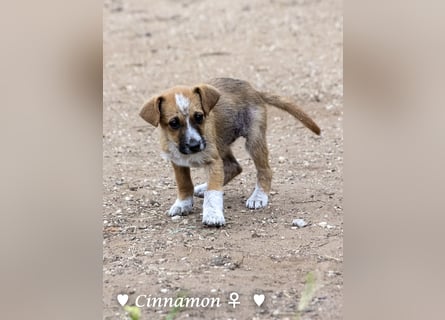 Copper m., Cinnamon w. und Carmella w. suchen  ein Zuhause