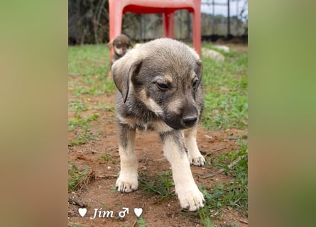 Jack, John und Jim suchen ab Januar ein Zuhause