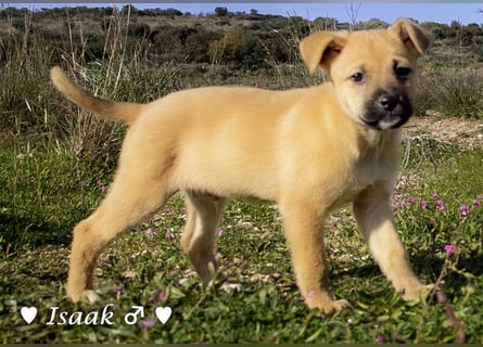 Inka und ihre Welpen suchen ein Zuhause