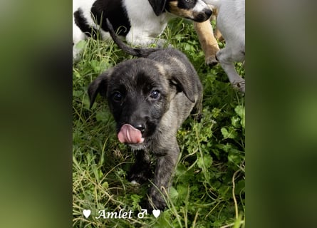 Sechs süße Welpen  suchen ein Zuhause