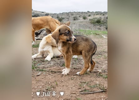 Juna, Julie, Joanna und Jill  suchen ab Dezember  ein Zuhause
