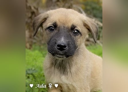 Sechs süße Welpen  suchen ein Zuhause