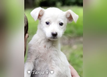 Die Winzlinge Tilly, Tilda und Tanja suchen ab Januar ein Zuhause