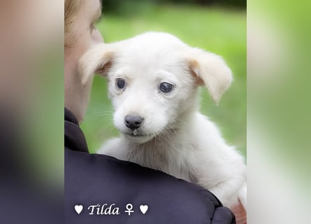 Tinkerbell und ihre Welpen   suchen ab Januar ein Zuhause