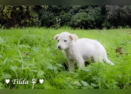 Die Winzlinge Tilly, Tilda und Tanja suchen ab Januar ein Zuhause