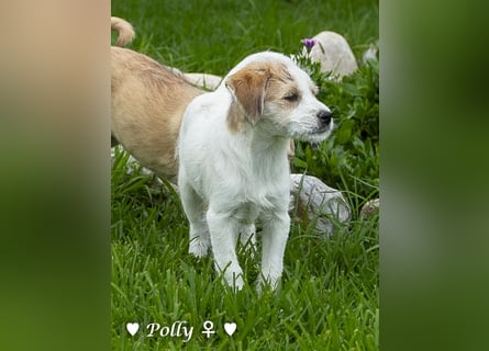 Polly und Molly suchen ein Zuhause