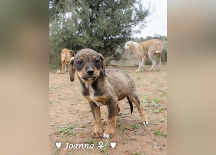 Juna, Julie, Joanna und Jill  suchen ab Dezember  ein Zuhause
