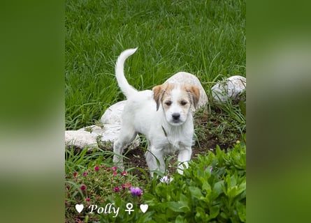 Polly und Molly suchen ein Zuhause