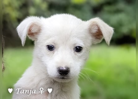 Die Winzlinge Tilly, Tilda und Tanja suchen ab Januar ein Zuhause