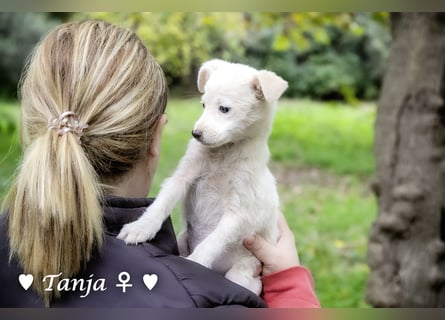 Die Winzlinge Tilly, Tilda und Tanja suchen ab Januar ein Zuhause