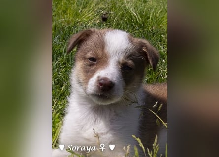 Soraya sucht  ein Zuhause