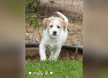 Polly und Molly suchen ein Zuhause
