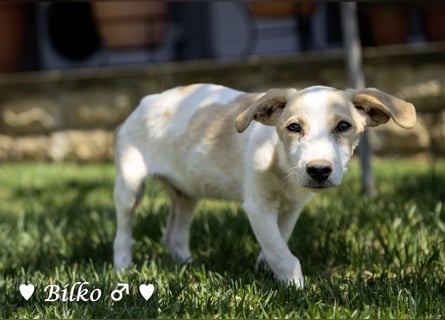 Update: Mischlingswelpen Bado,  Bilko und Bambi  suchen ein Zuhause