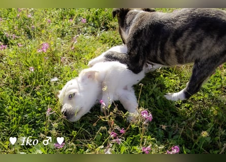 Inka und ihre Welpen suchen ein Zuhause