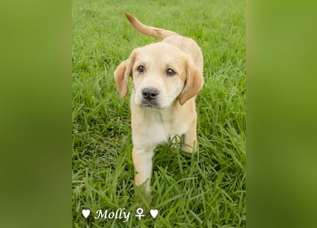 Polly und Molly suchen ein Zuhause