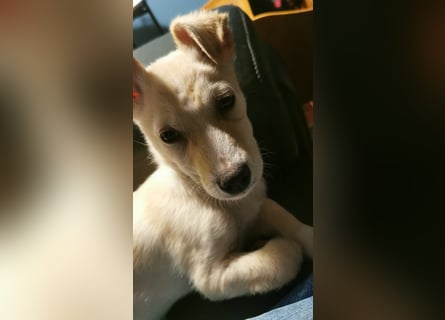 Kleiner Willie in der Südpfalz zu besuchen