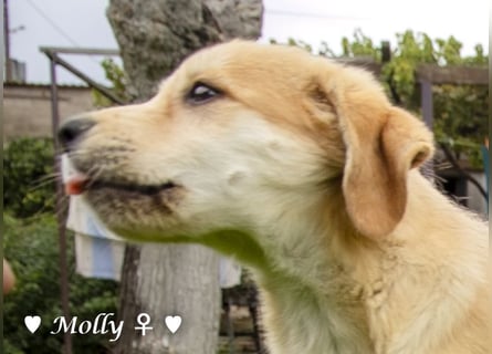 Polly und Molly suchen ein Zuhause