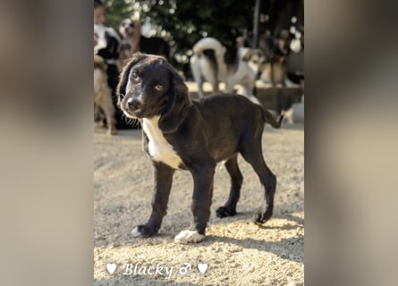 Bilko,  Buster und  Blacky  suchen ein Zuhause