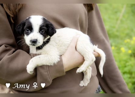 Sechs süße Welpen  suchen ein Zuhause