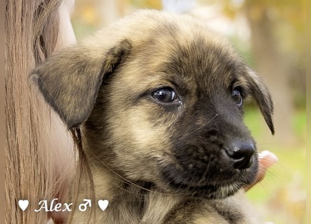 Sechs süße Welpen  suchen ein Zuhause