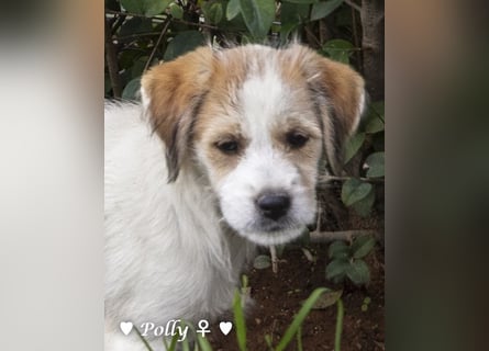 Polly und Molly suchen ein Zuhause