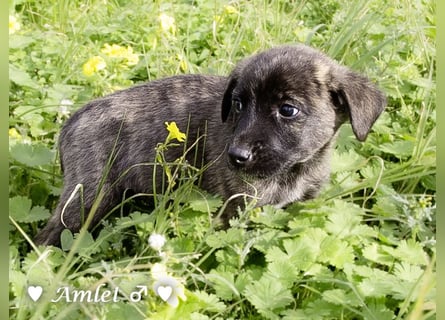 Sechs süße Welpen  suchen ein Zuhause
