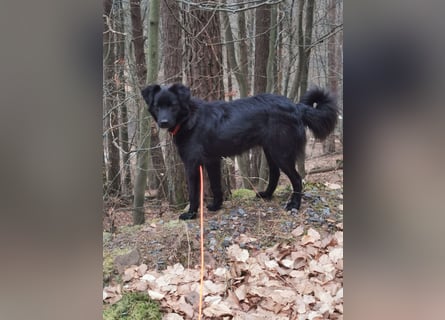 Familienhund Raven, nun Rudi, in der Südpfalz zu besuchen