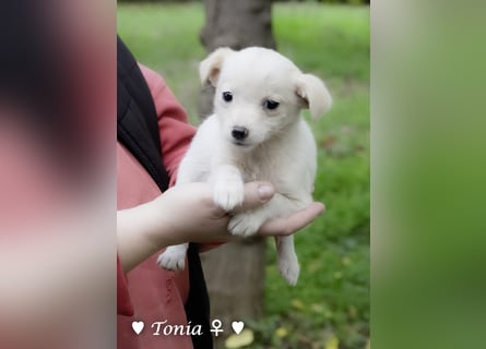 Tinkerbell und ihre Welpen   suchen ab Januar ein Zuhause