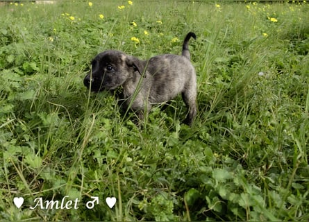 Winzling Amlet sucht noch ein Zuhause