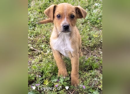 Copper m., Cinnamon w. und Carmella w. suchen  ein Zuhause