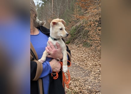 Kleiner Willie in der Südpfalz zu besuchen