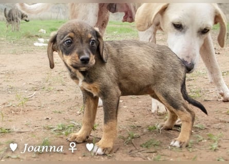 Juna, Julie, Joanna und Jill  suchen ab Dezember  ein Zuhause