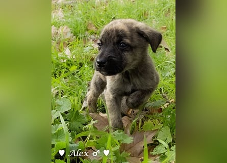 Sechs süße Welpen  suchen ein Zuhause