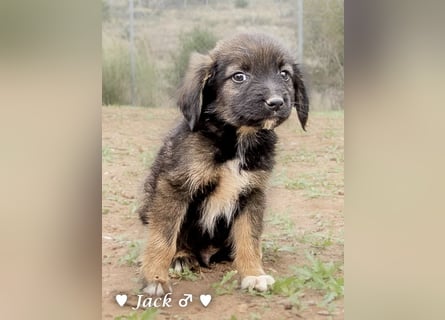 Jack, John und Jim suchen ab Januar ein Zuhause