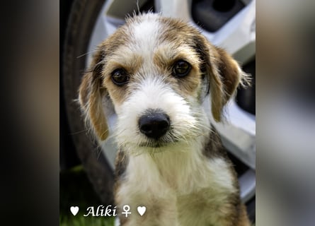 Aliki ist der einzige Welpe, der den Giftanschlag überlebt hat