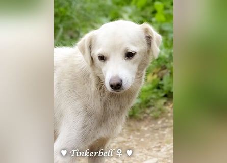 Tinkerbell und ihre Welpen   suchen ab Januar ein Zuhause