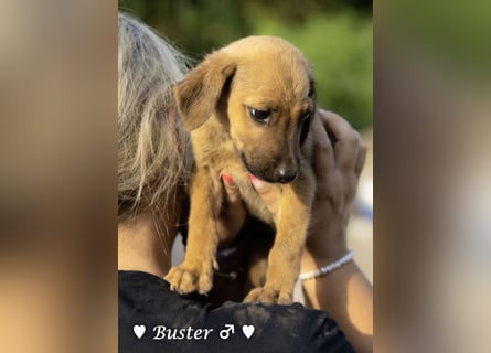 Buster sucht ein Zuhause