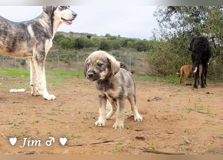 Jack, John und Jim suchen ab Januar ein Zuhause
