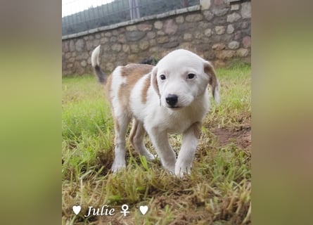 Update: Julie, John und Jim suchen ab Dezember ein Zuhause