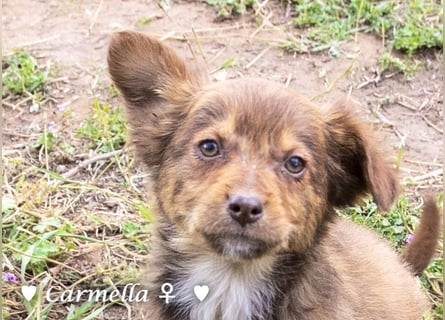 Copper m., Cinnamon w. und Carmella w. suchen  ein Zuhause