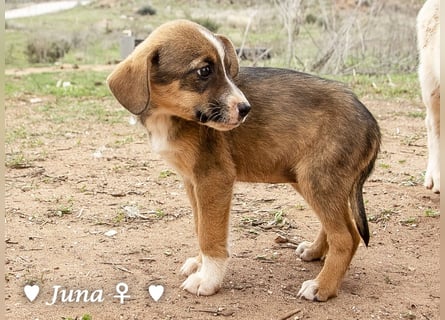 Juna, Julie, Joanna und Jill  suchen ab Dezember  ein Zuhause