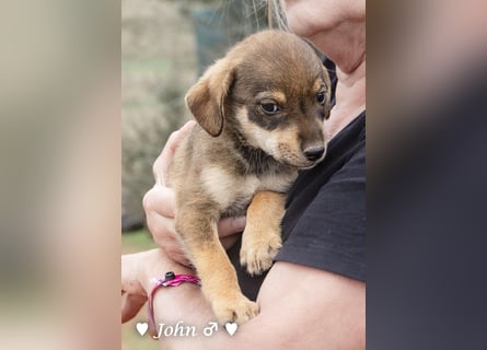 Jack, John und Jim suchen ab Januar ein Zuhause